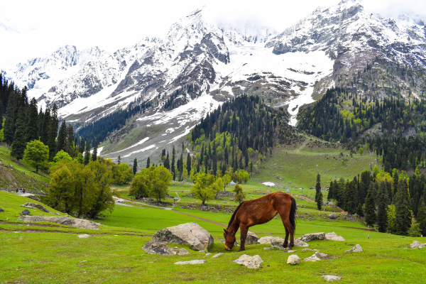 mughal kashmir tours and travels